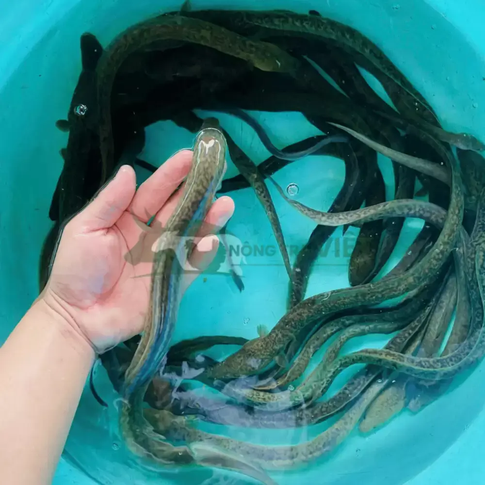 Cá chình bông giống