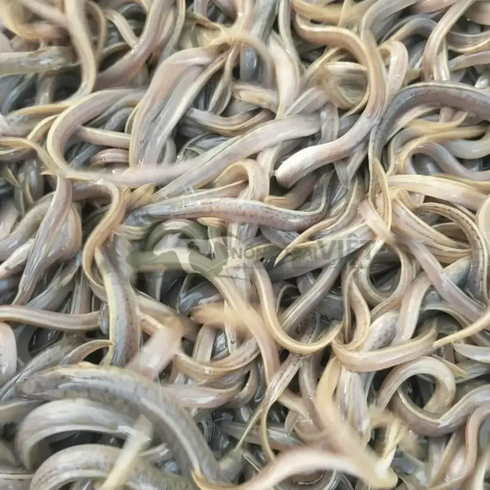 Cá chình bông giống