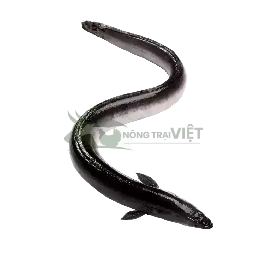 Cá chình mun giống