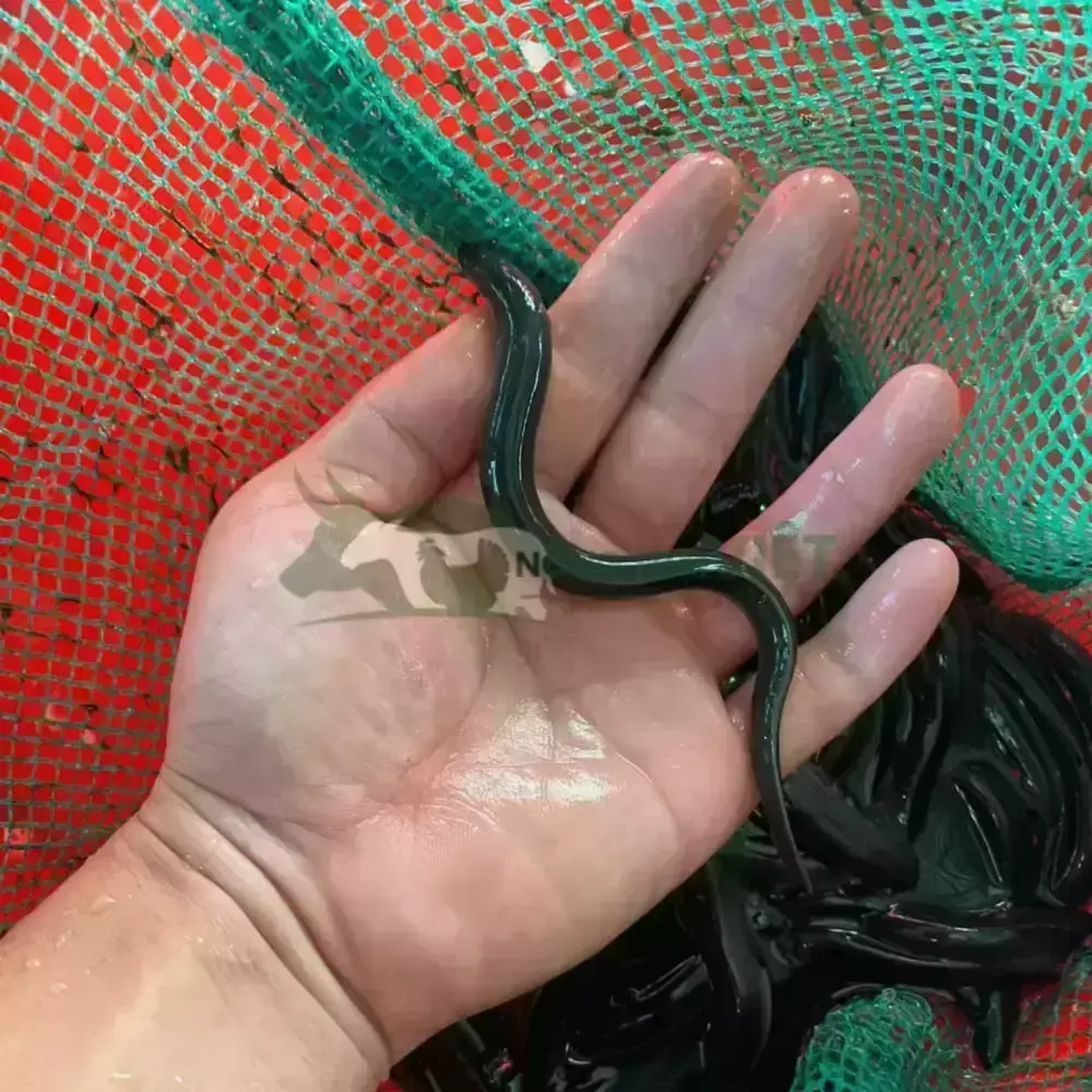 Cá chình mun giống