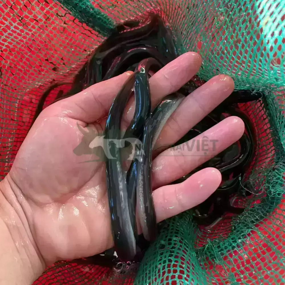 Cá chình mun giống