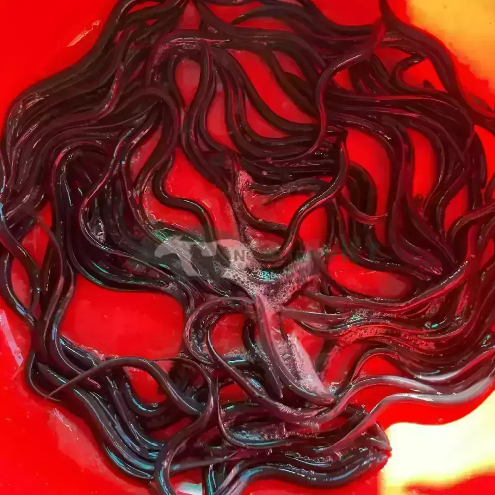 Cá chình mun giống