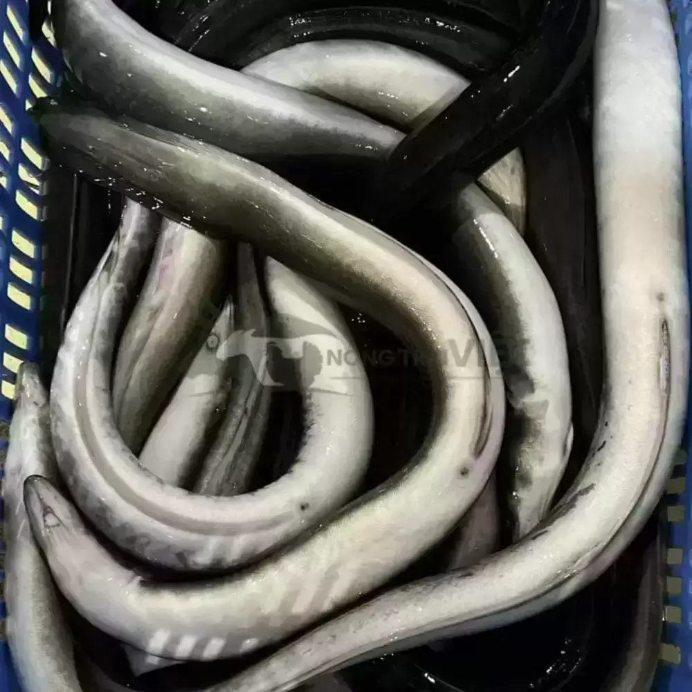 Cá chình mun giống