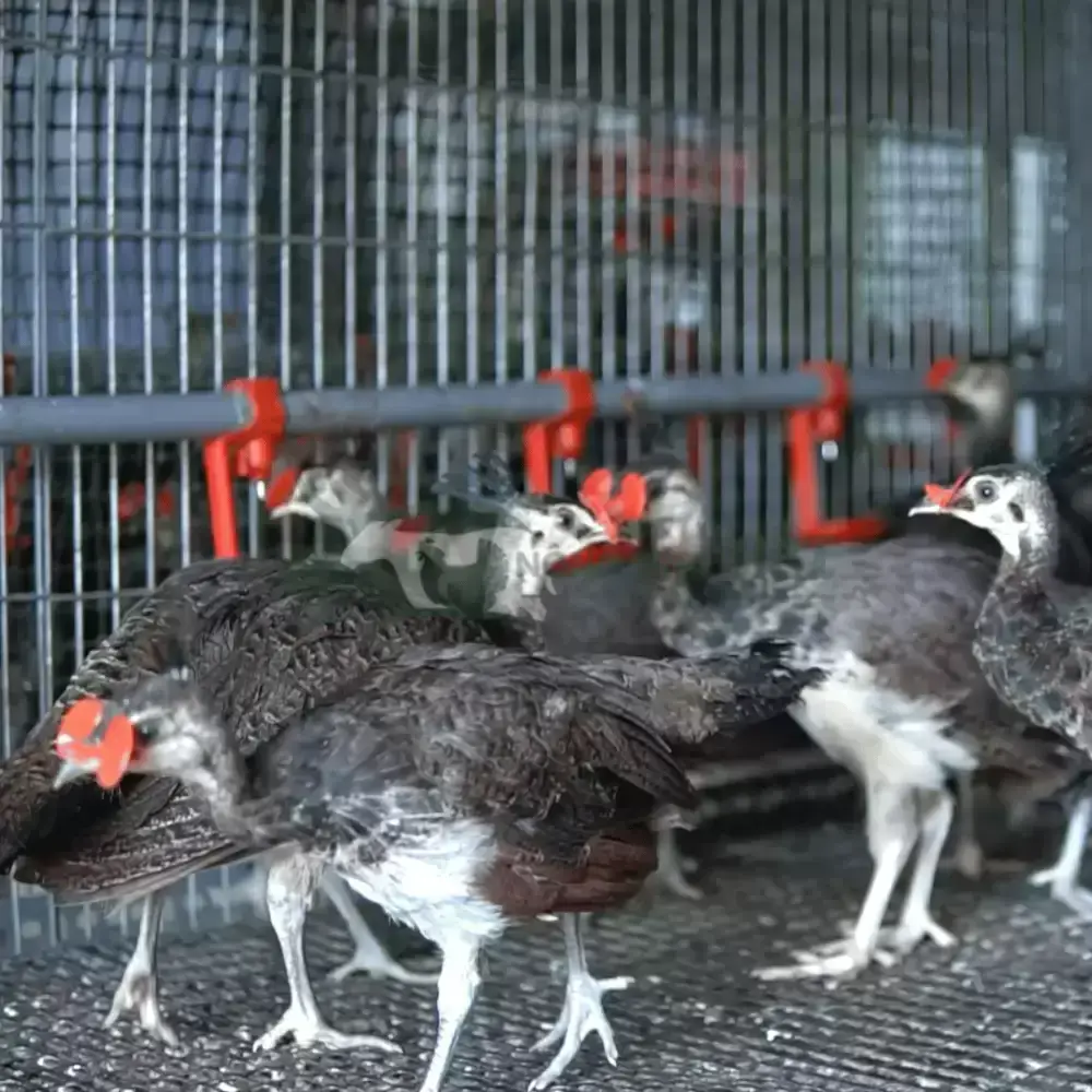 Chim công xanh (công Ấn)