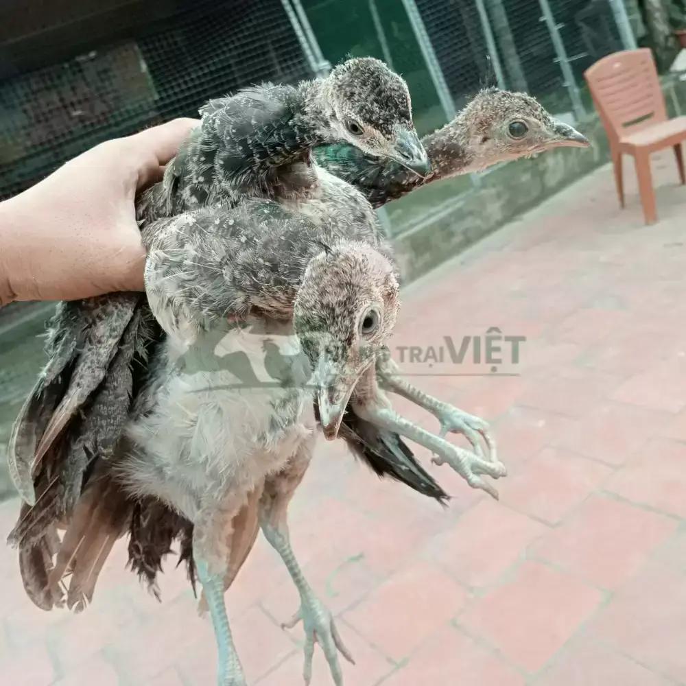 Chim công xanh (công Ấn)