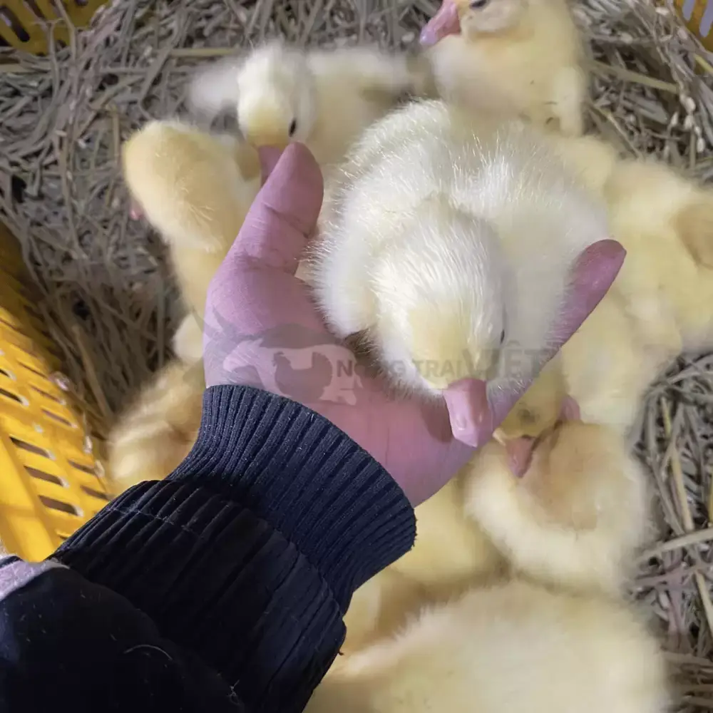 Vịt bầu cánh trắng