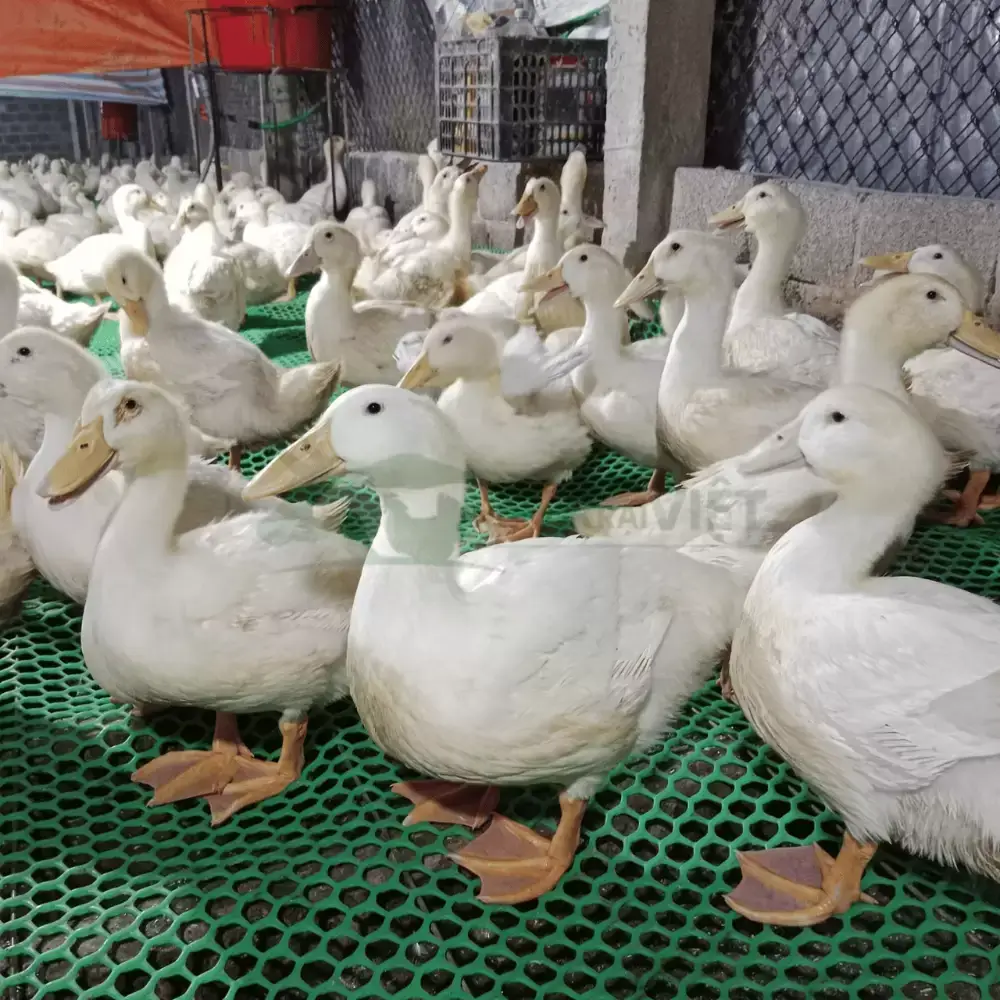 Vịt bầu cánh trắng