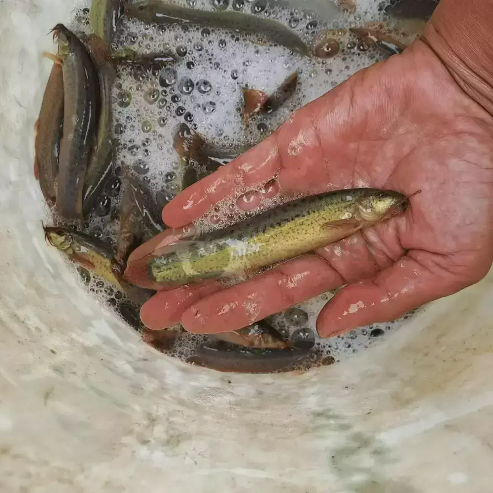 Cá chạch đồng giống