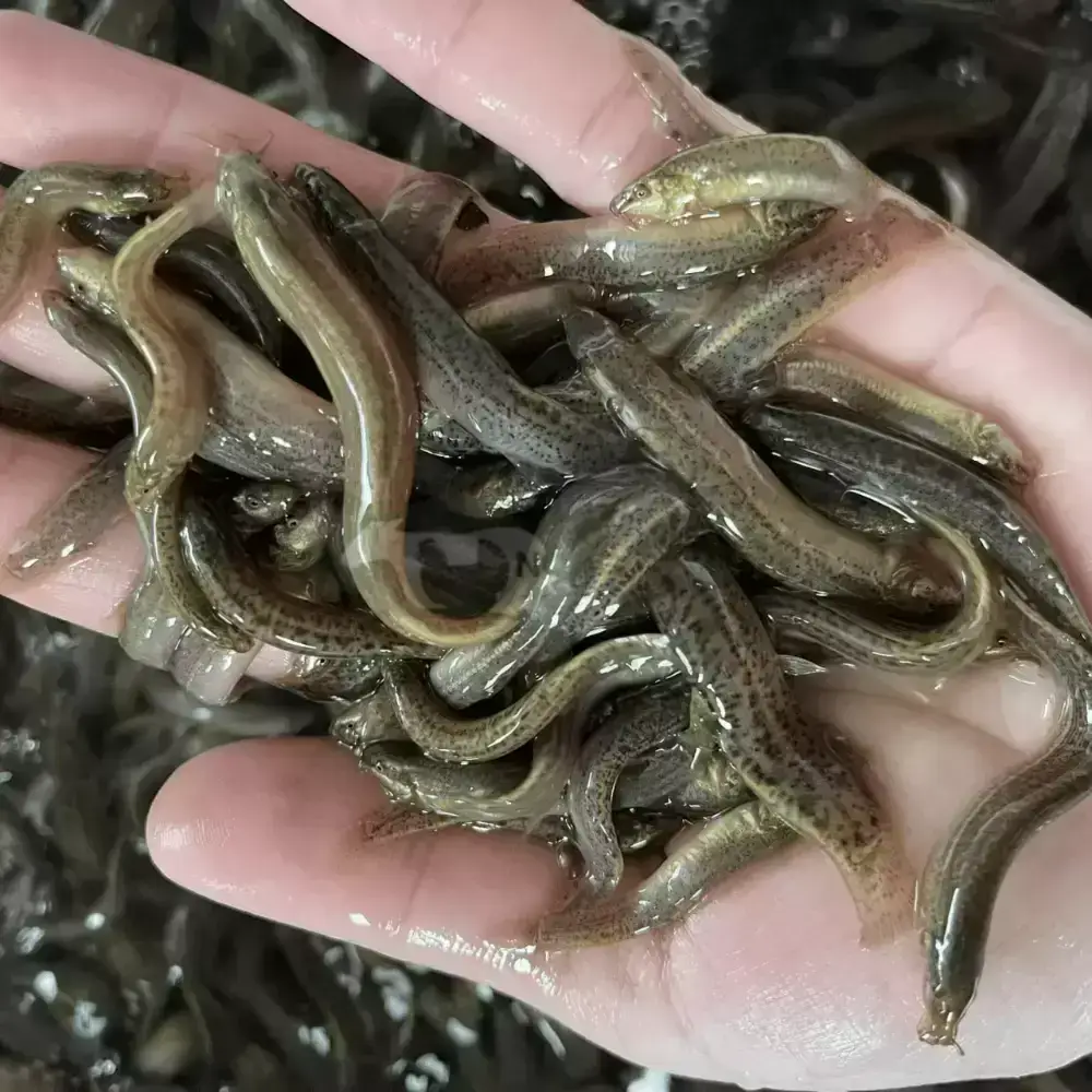 Cá chạch đồng giống