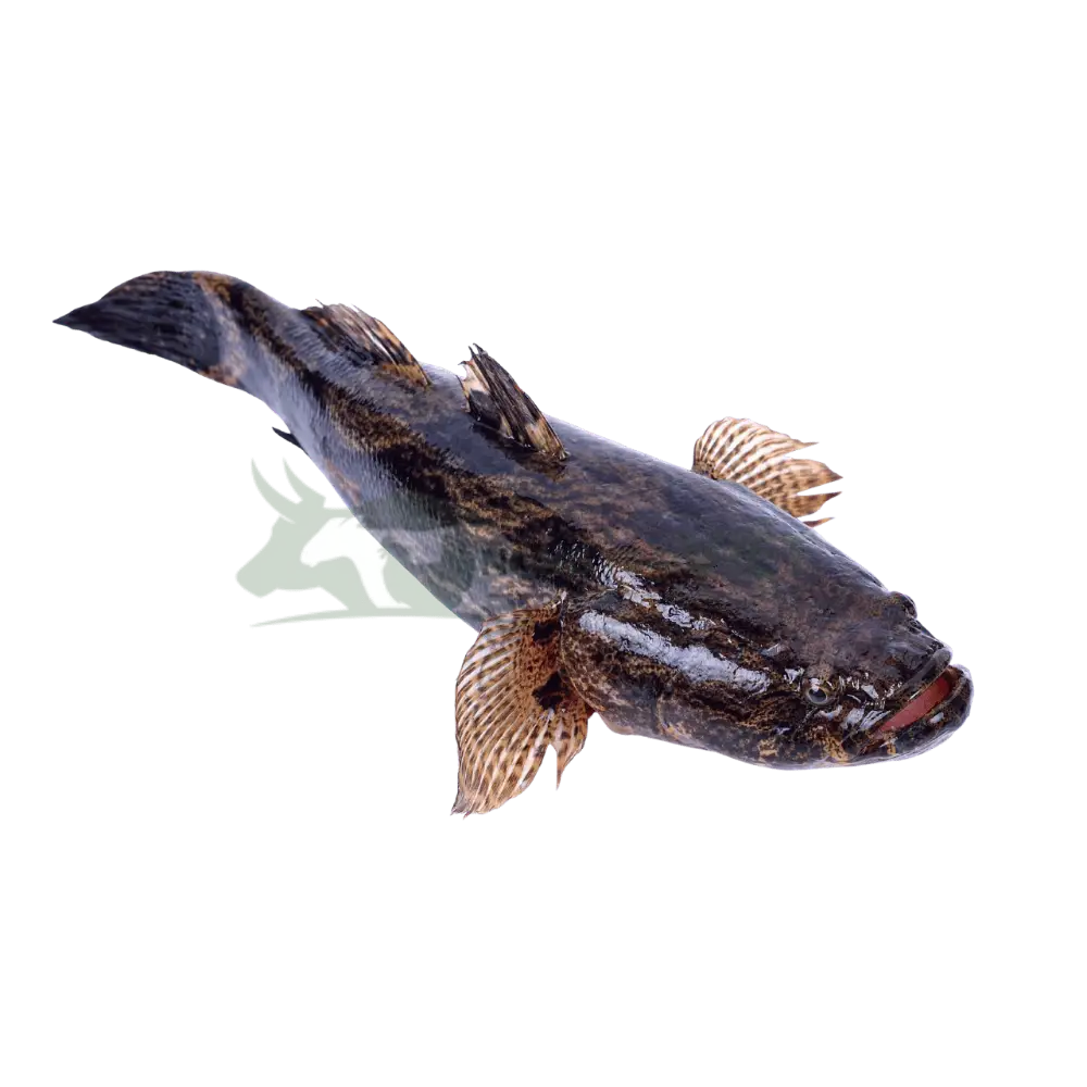 Cá bống tượng giống