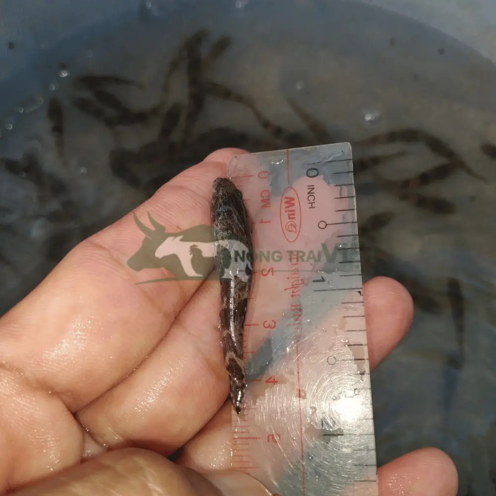 Cá bống tượng giống