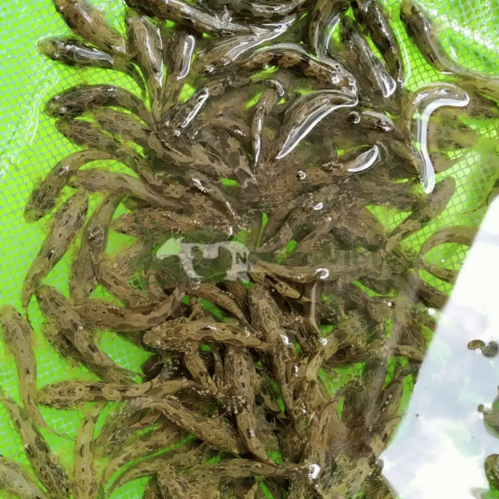 Cá bống tượng giống