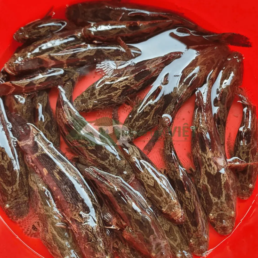 Cá bống tượng giống