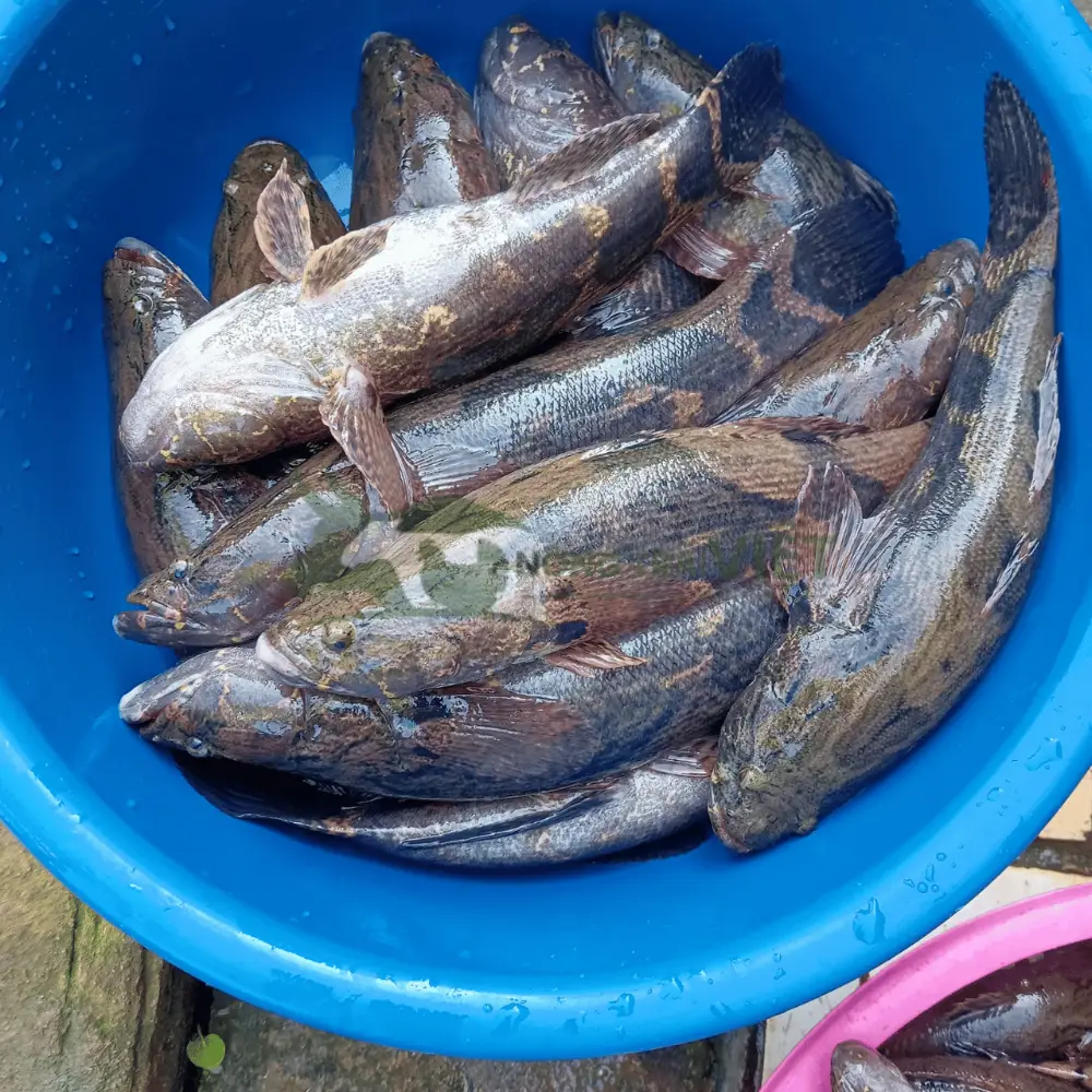 Cá bống tượng giống