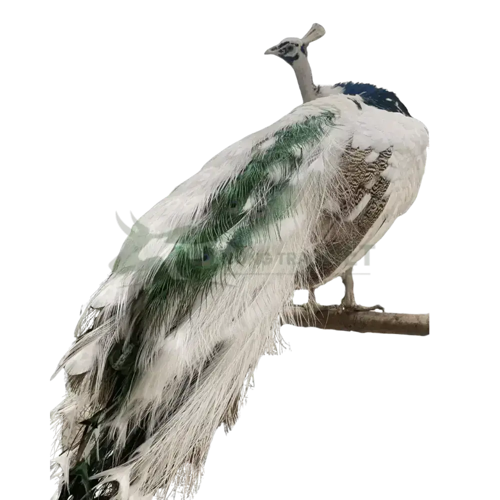 Chim công ngũ sắc