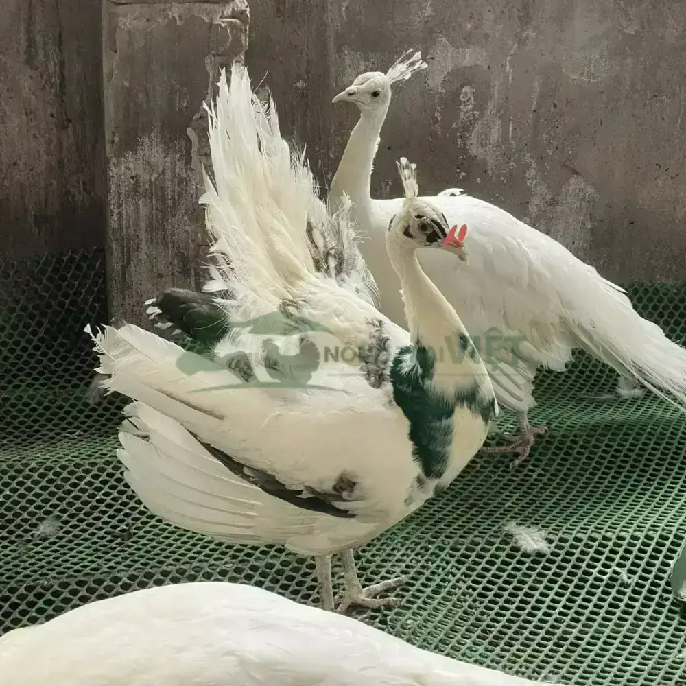 Chim công ngũ sắc