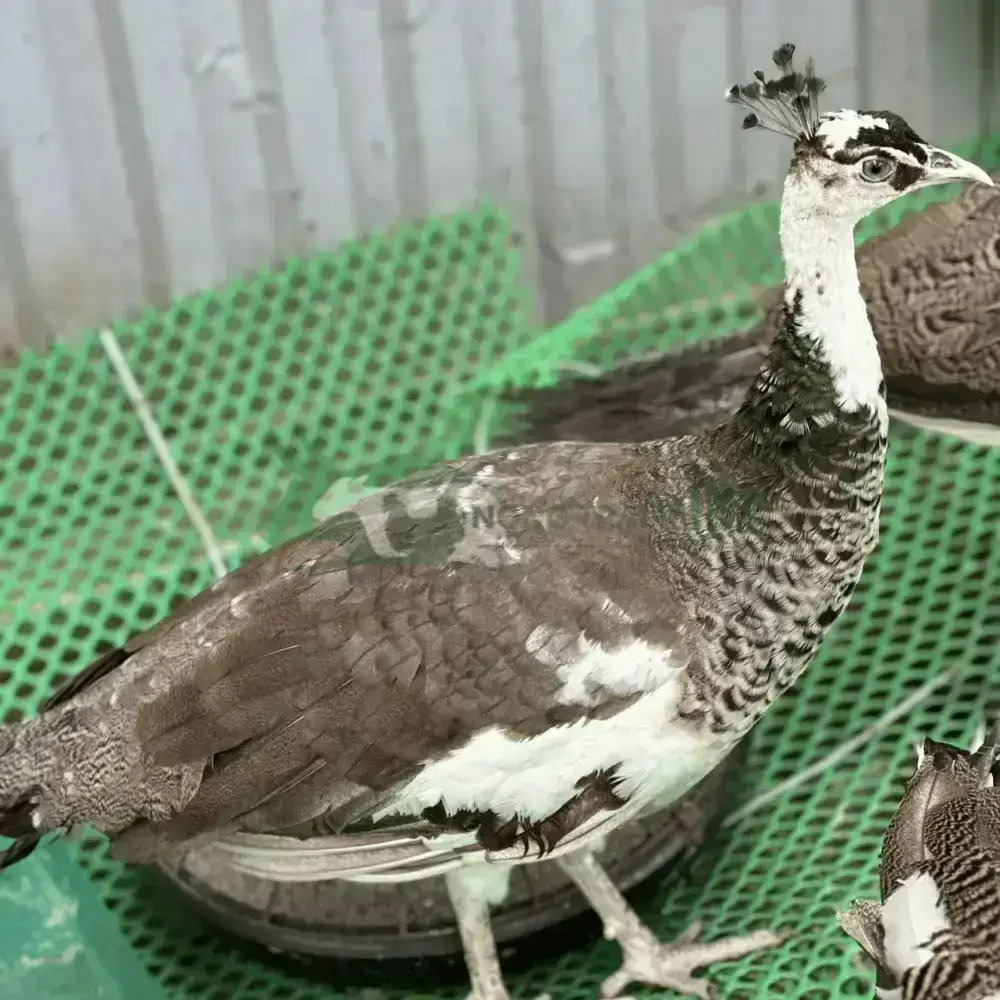 Chim công ngũ sắc