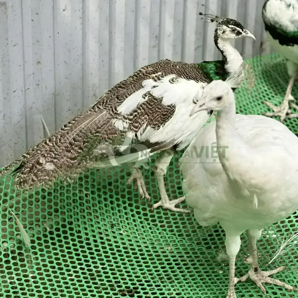 Chim công ngũ sắc