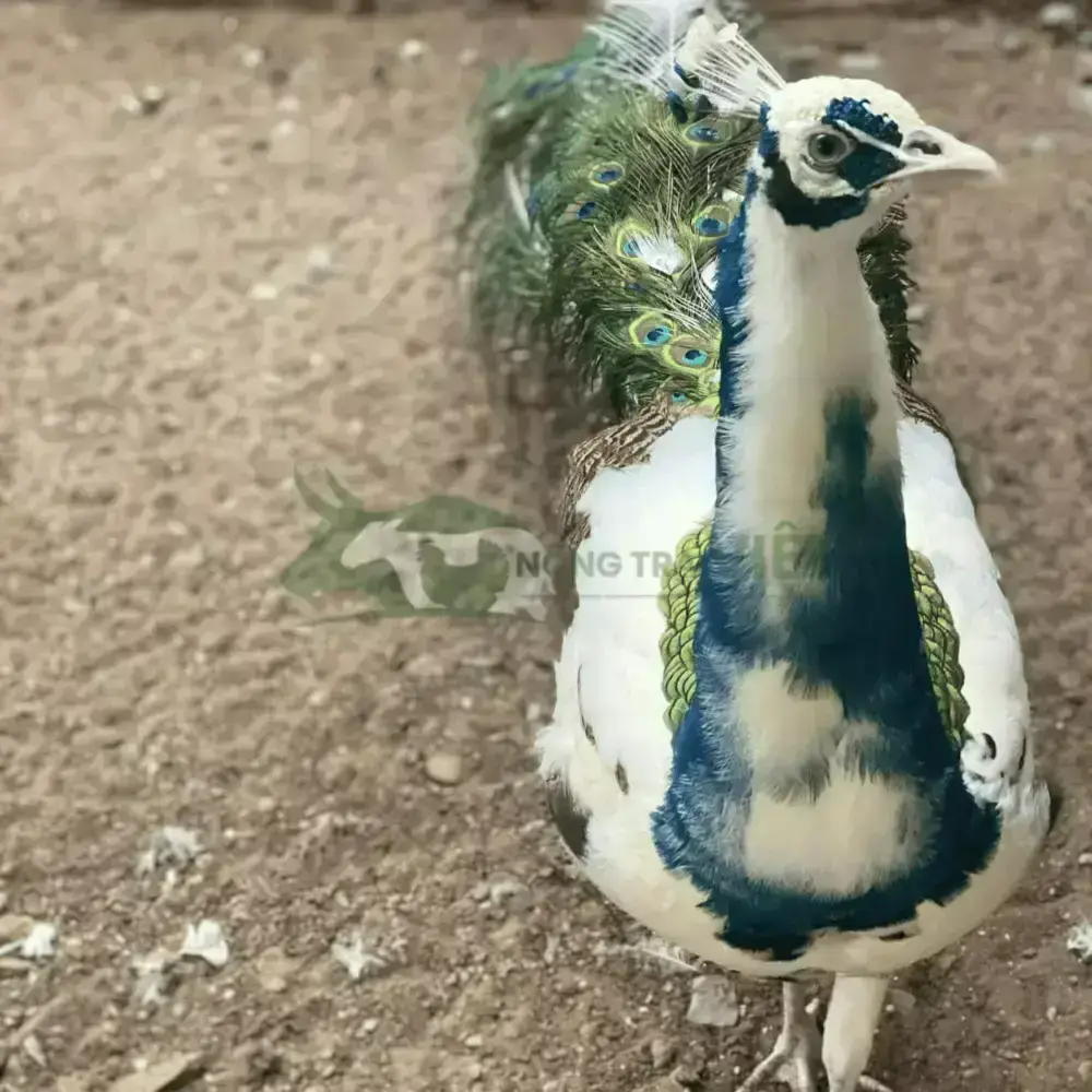 Chim công ngũ sắc