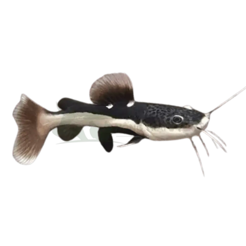 Cá hồng vỹ mỏ vịt