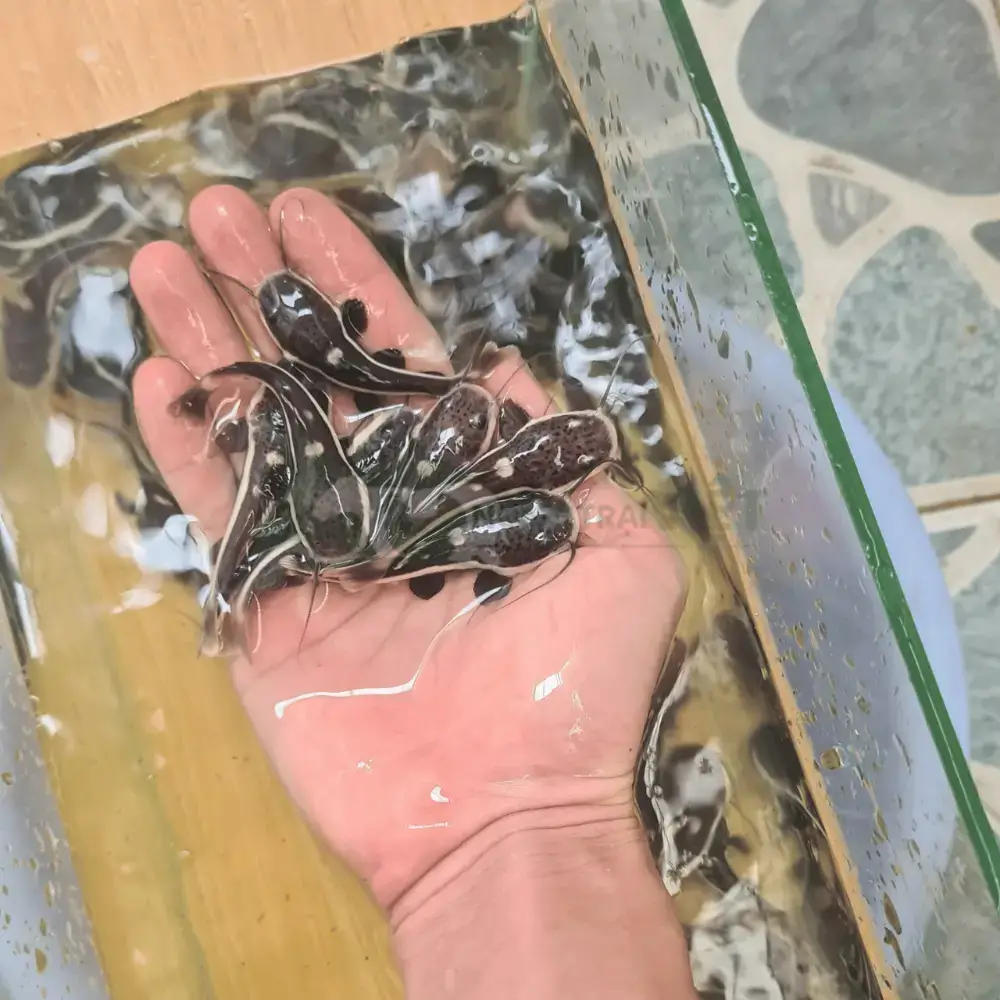 Cá hồng vỹ mỏ vịt