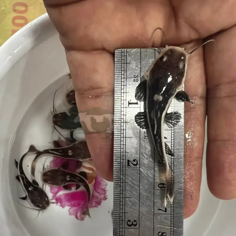 Cá hồng vỹ mỏ vịt