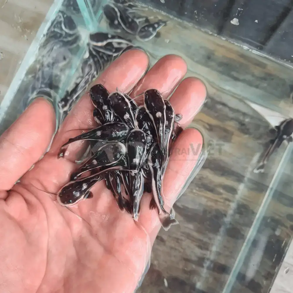 Cá hồng vỹ mỏ vịt