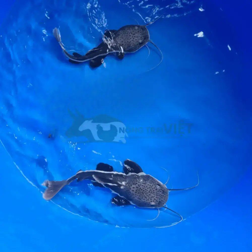 Cá hồng vỹ mỏ vịt