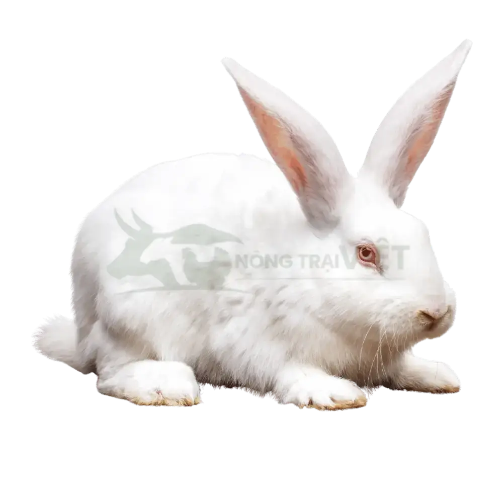 Thỏ New Zealand