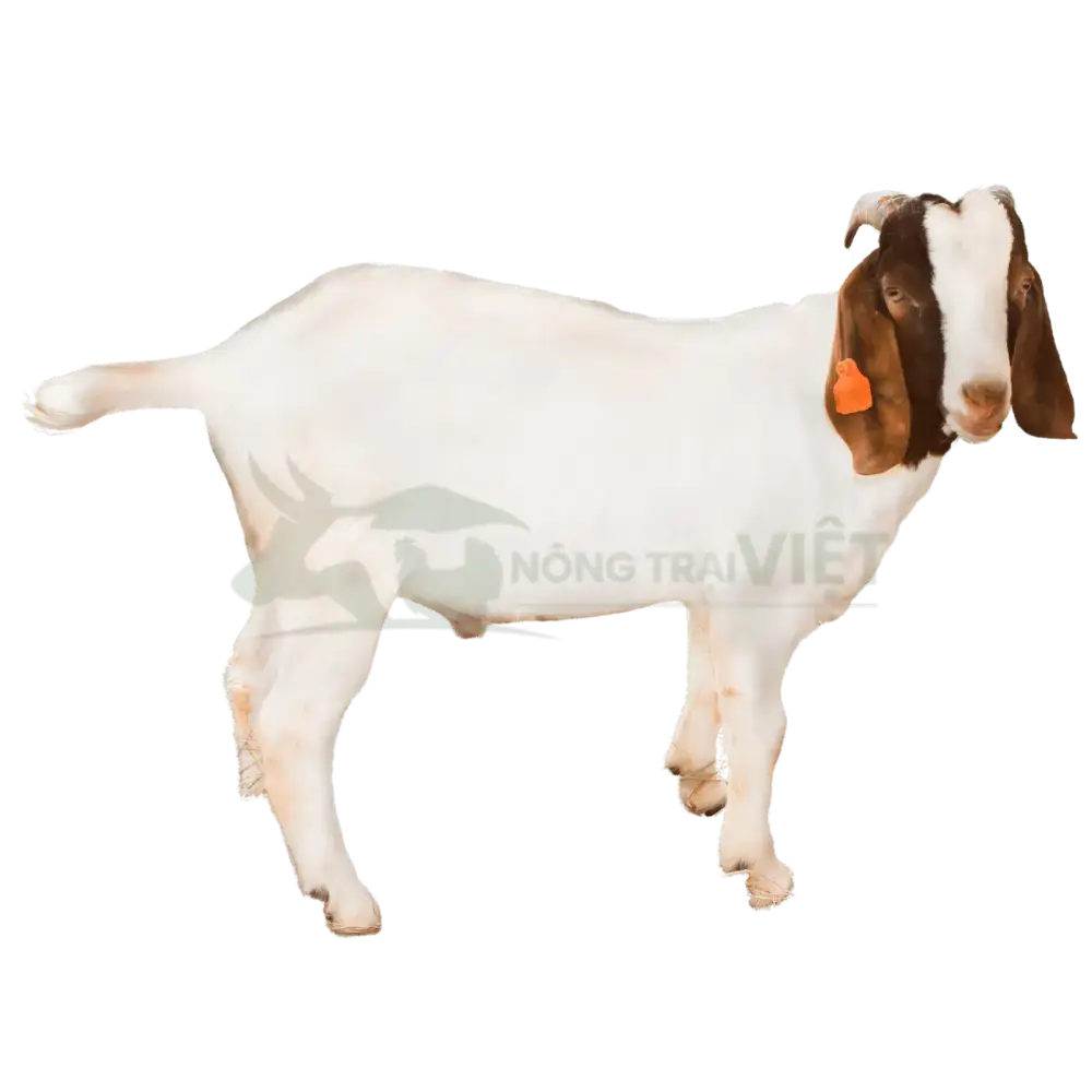 Dê Boer