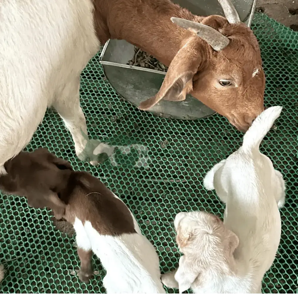 Dê Boer