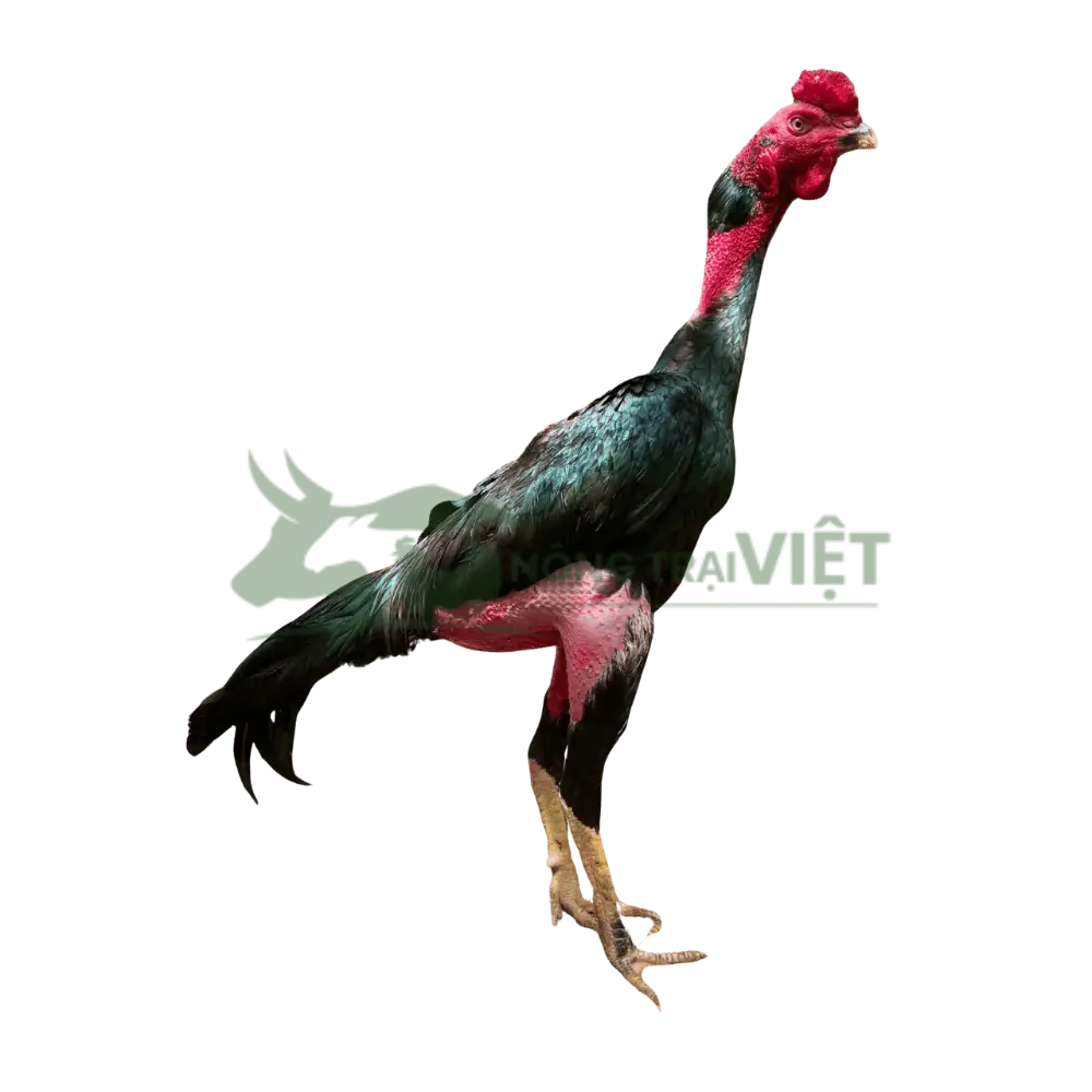 Gà nòi (gà đòn)