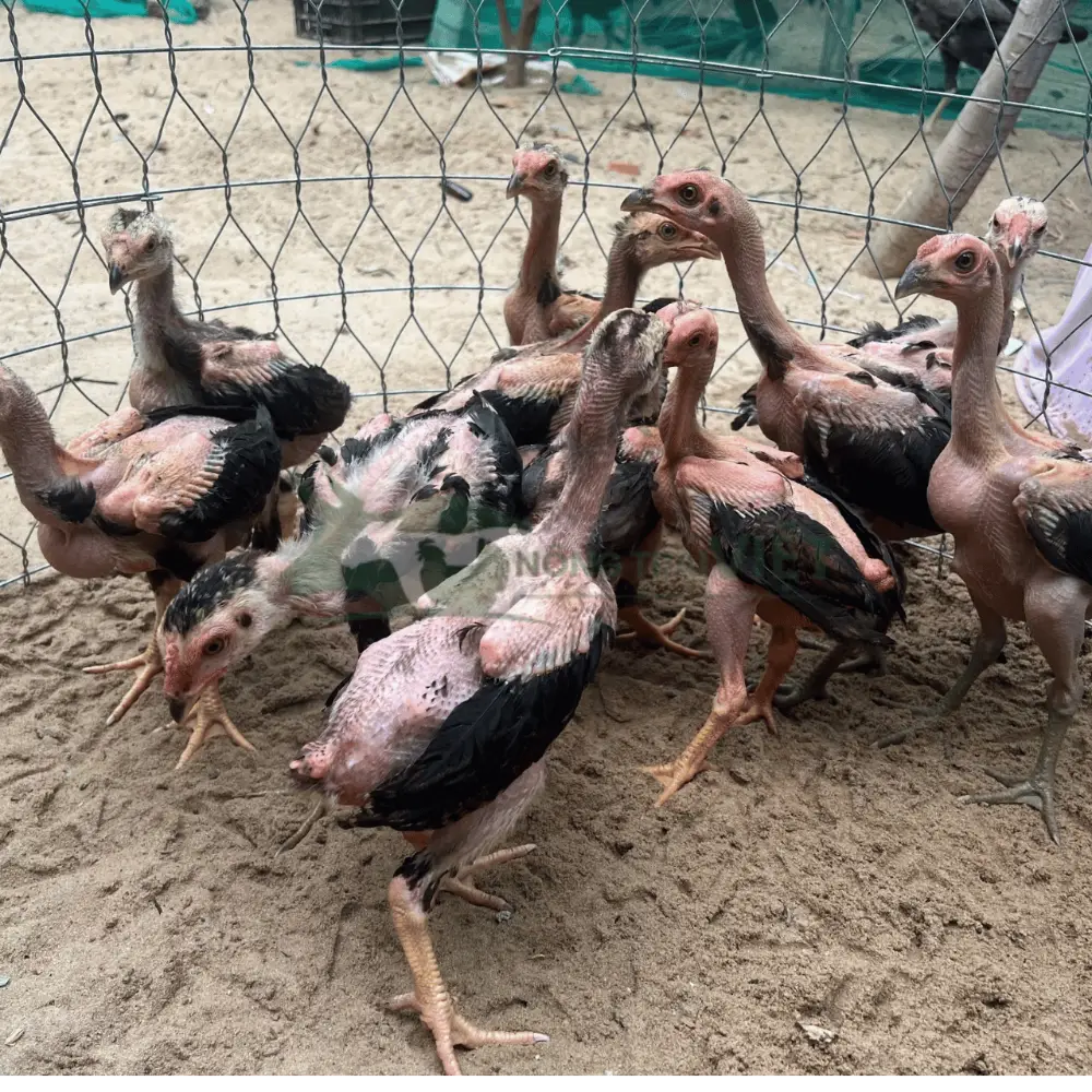 Gà nòi (gà đòn)