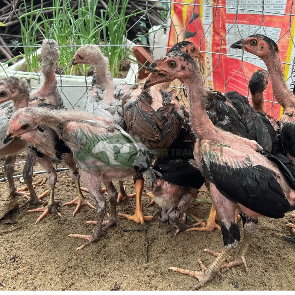 Gà nòi (gà đòn)