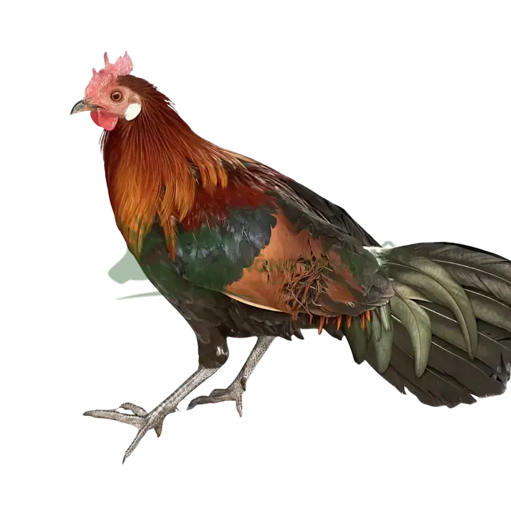 Gà rừng