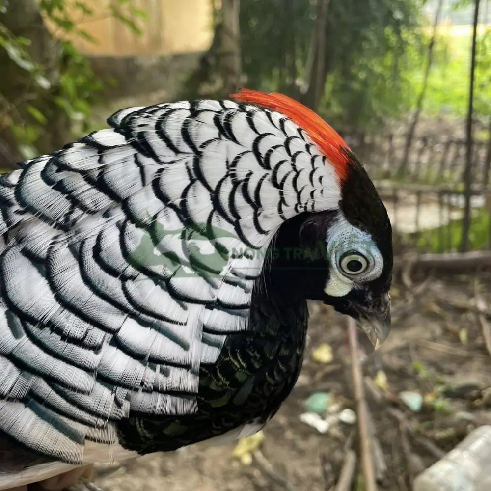 Chim trĩ 7 màu xanh