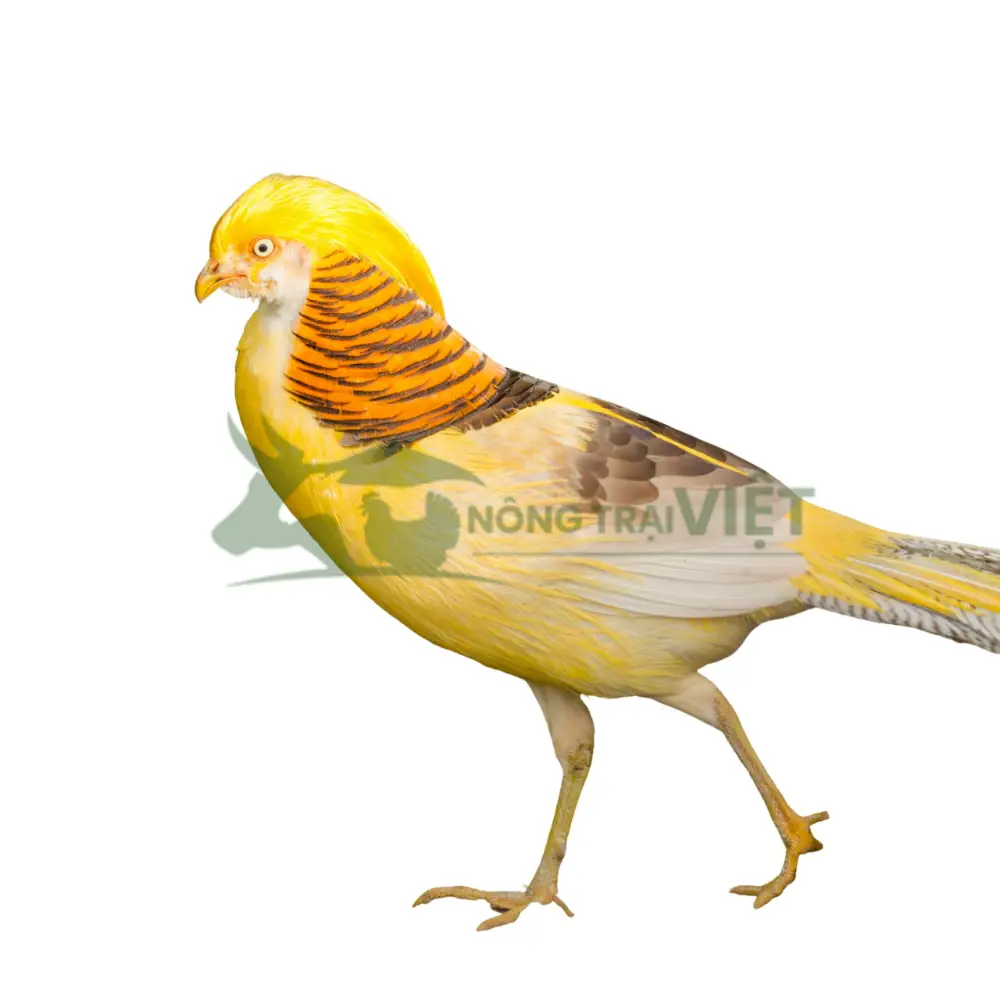 Chim trĩ 7 màu vàng