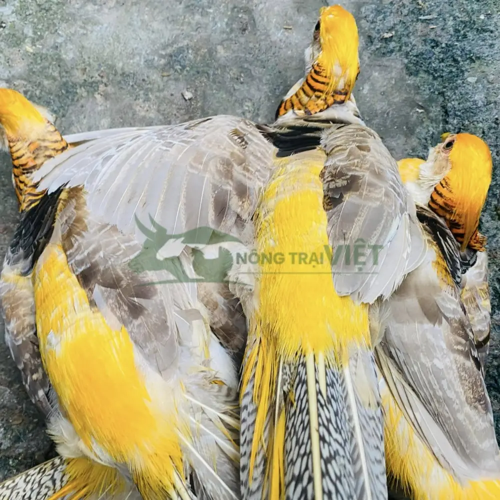 Chim trĩ 7 màu vàng