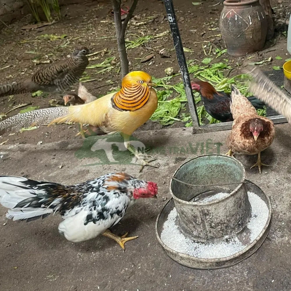 Chim trĩ 7 màu vàng