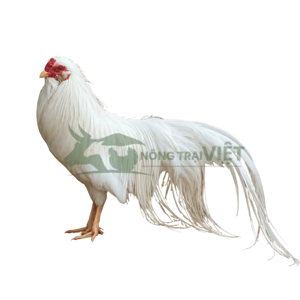 Gà Tân Châu đuôi dài