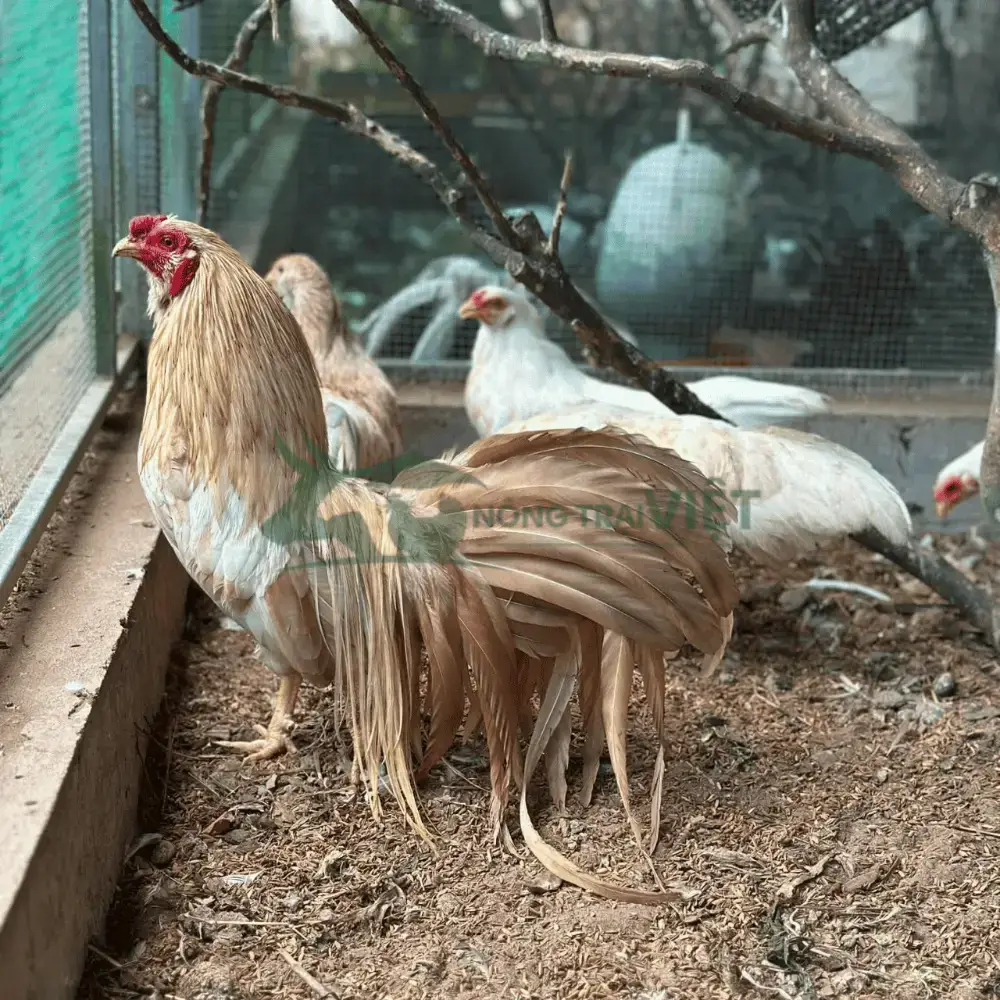 Gà Tân Châu đuôi dài