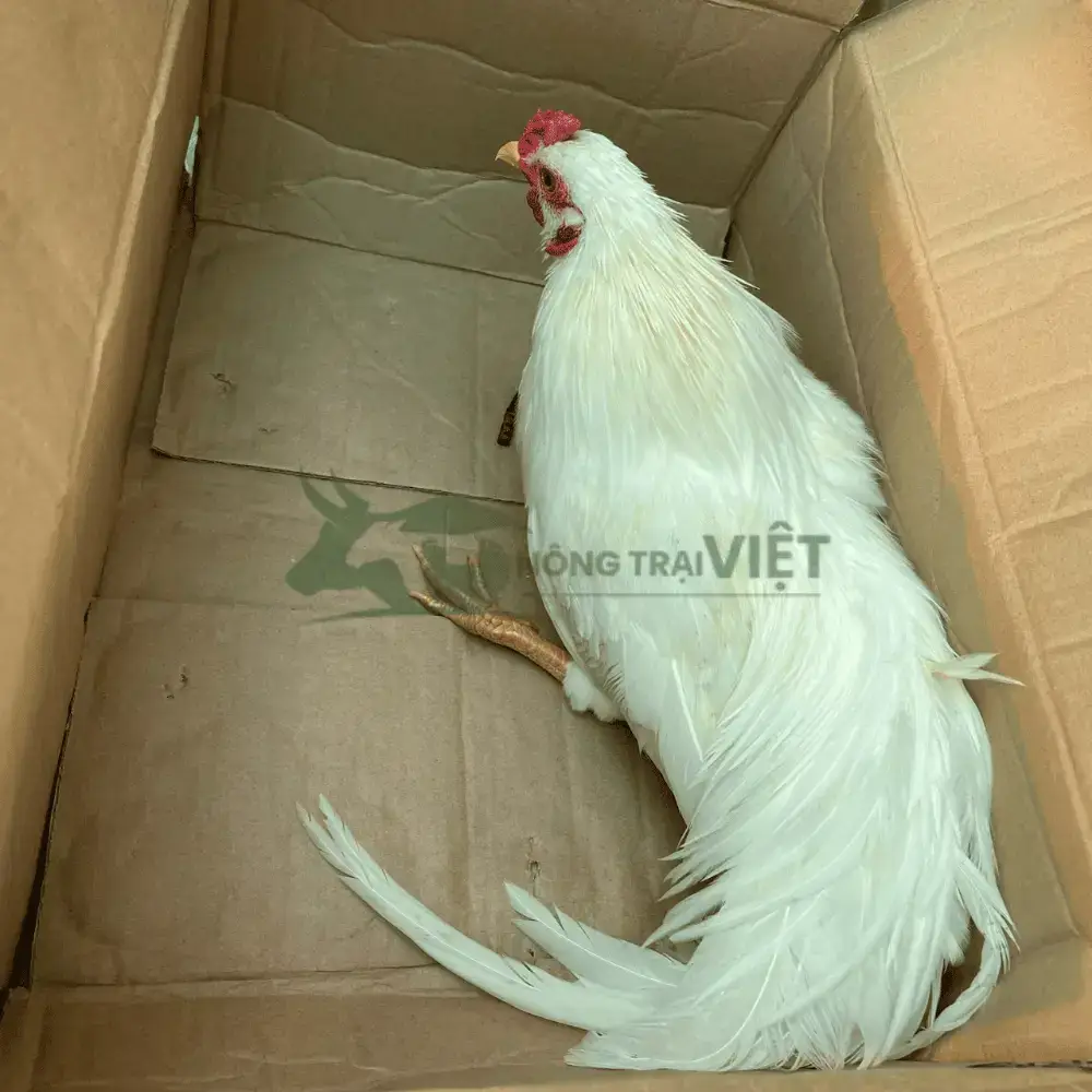 Gà Tân Châu đuôi dài