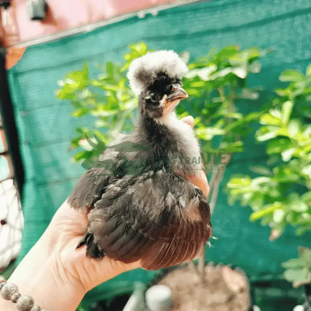 Gà Balan