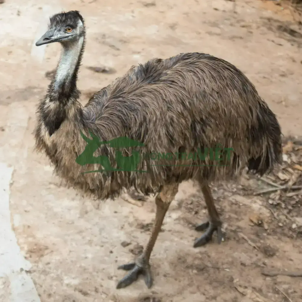 Đà Điểu Emu