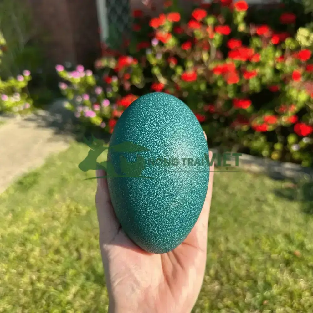 Đà Điểu Emu