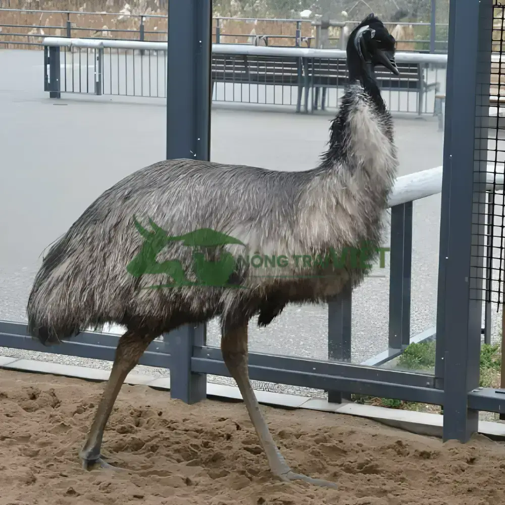 Đà Điểu Emu