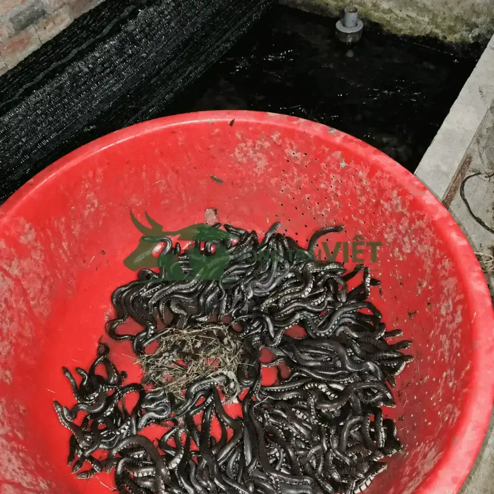 Rắn ri voi