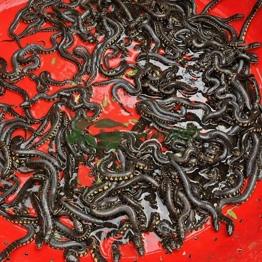 Rắn ri voi