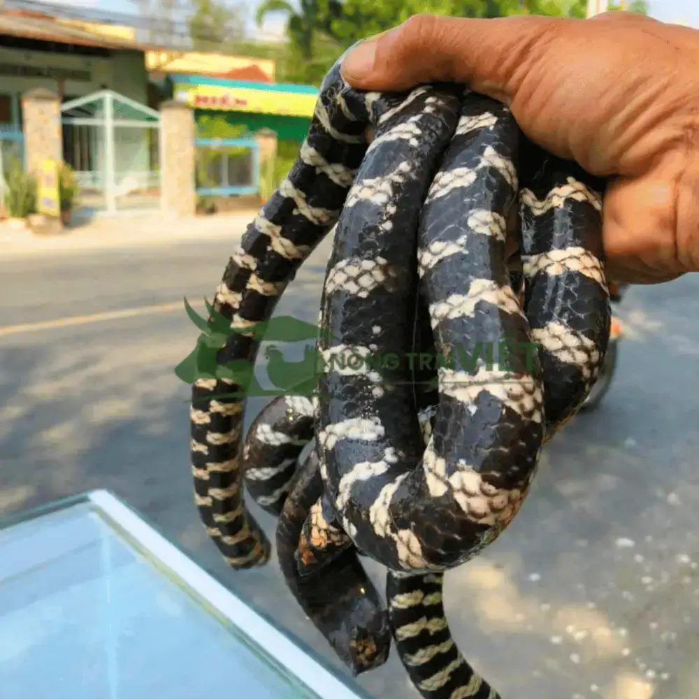 Rắn ri cá