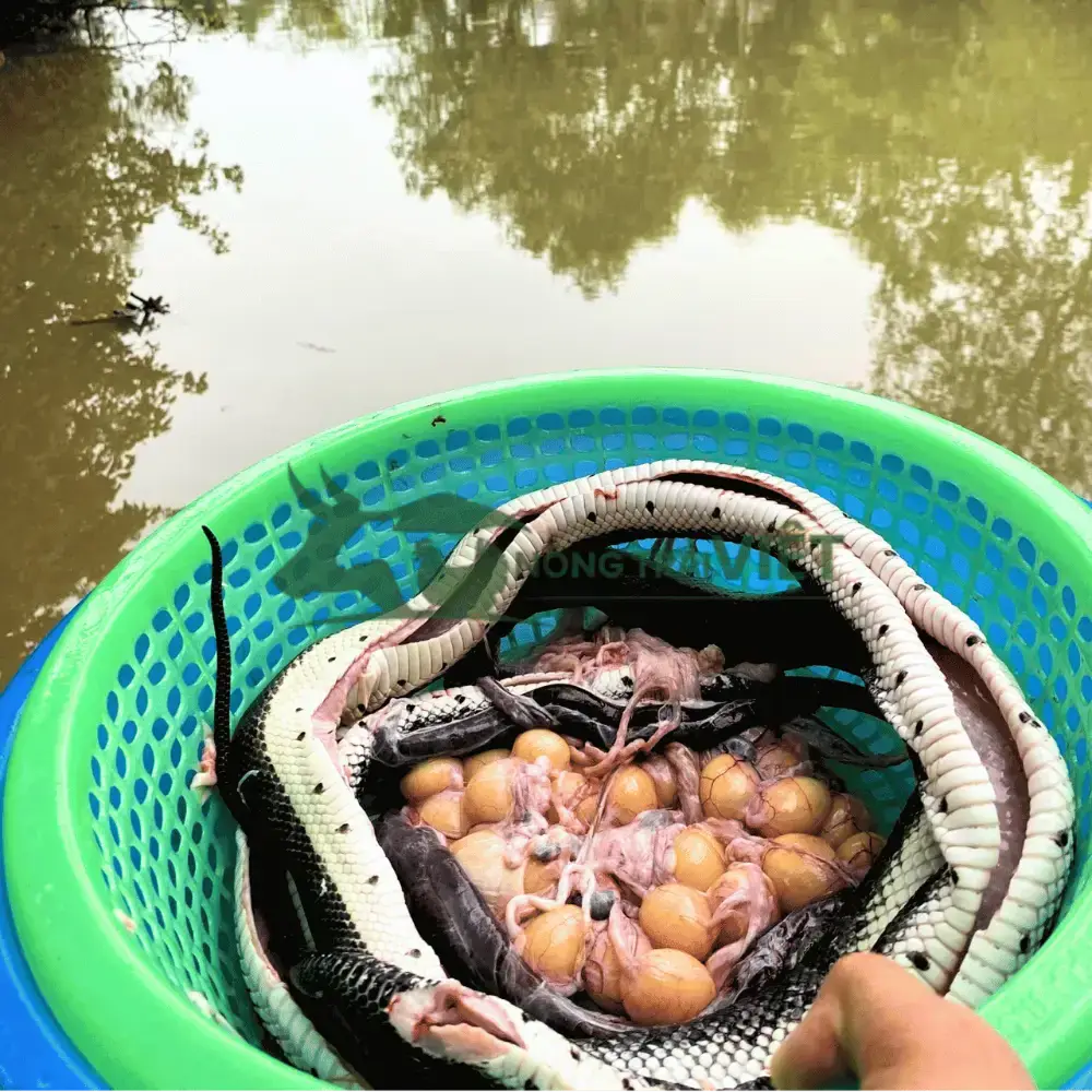 Rắn ri cá